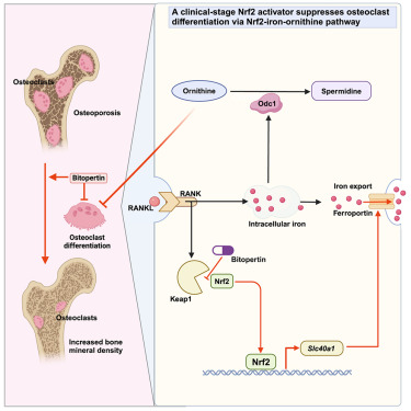 New! Online now: A clinical-stage Nrf2 activator suppresses osteoclast differentiation via the iron-ornithine axis dlvr.it/T5FLXF