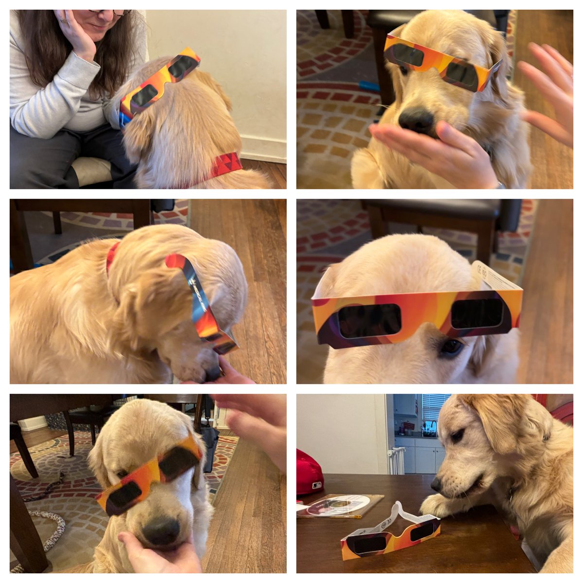 Here are some outtakes from the photo shoot for today’s big yellow sky ball event. I did not get peanut butter. #Eclipse #Eclipse2024 #TotalEclipse #TotalEclipseOfTheHeart #TotalEclipseOfTheHeart2024 

#DogsOfTwitter #GoldenRetrievers