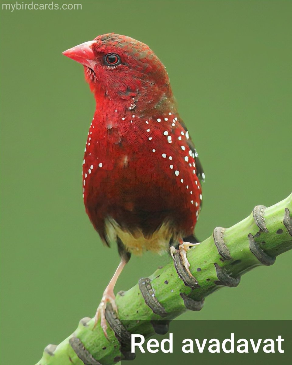 🌏 Red avadavat (Amandava amandava) #Asianbirds #IndianSubcontinentalbirds #Indianbirds | #Finches #EstrildidFinches #Estrildidae | #mybirdcards #birdcards #birds🦜  #BirdsOfTwitter #birds