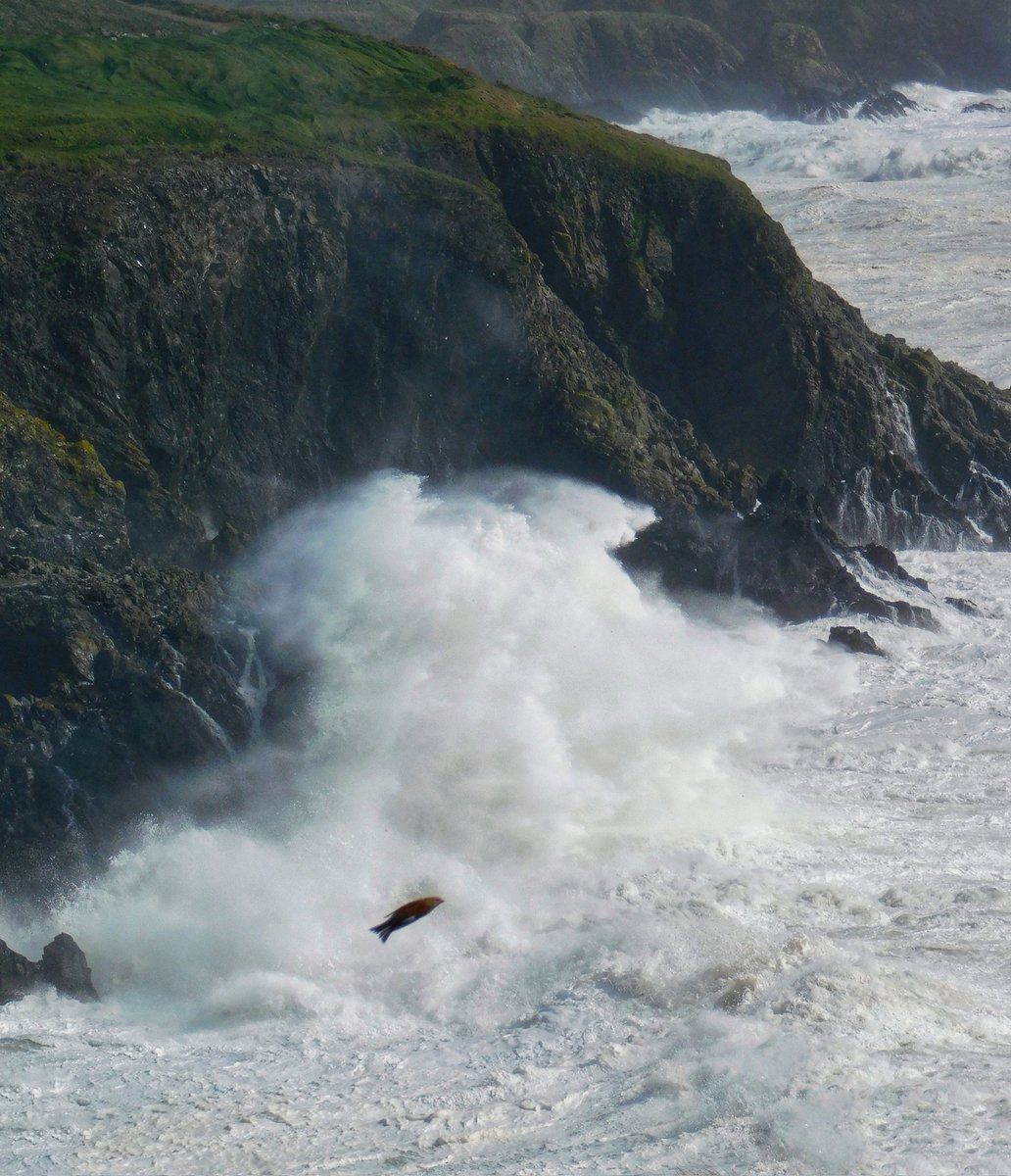 Storm Kathleen Copper Coast, CoWaterford. Looking back on his photos, my son spotted what we think is a fish jumping through the waves! Any ideas? Fish or bird? @Irishwildlife @AimsirTG4 @barrabest @cormac_mcginley @deric_tv @WaterfordANDme @irishfisherman @wlrfm