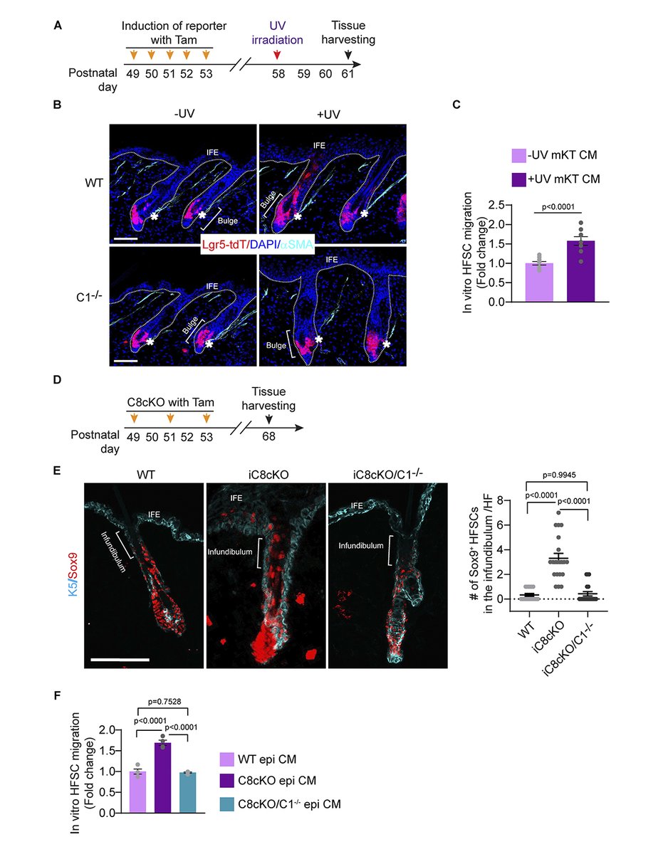 Journal of Cell Biology (@jcellbiol) on Twitter photo Hegde, Ghosh et al. <a href="/Jamora_lab/">Skin homeostasis & inflammation lab</a> <a href="/DBT_inStem/">iBRIC-inStem</a> report that extracellular Caspase-1 functions as a chemotactic factor. They solve the question of the cue(s) that coax the migration of HFSCs into the epidermis in #woundhealing & inflammatory skin conditions. hubs.la/Q02s92fb0 Hegde, Ghosh et al. <a href="/Jamora_lab/">Skin homeostasis & inflammation lab</a> <a href="/DBT_inStem/">iBRIC-inStem</a> report that extracellular Caspase-1 functions as a chemotactic factor. They solve the question of the cue(s) that coax the migration of HFSCs into the epidermis in #woundhealing & inflammatory skin conditions. hubs.la/Q02s92fb0