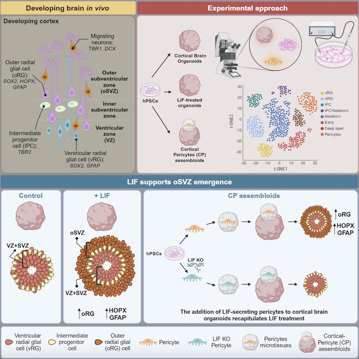 📢📢📢How can we obtain a robust outer radial glia (oRG) population in 🧠organoids from guided differentiation? Exogenous LIF does the trick. 
Our new paper shows that cortical pericytes are among the cell types secreting LIF. Adding pericytes to cortical organoids recapitulates