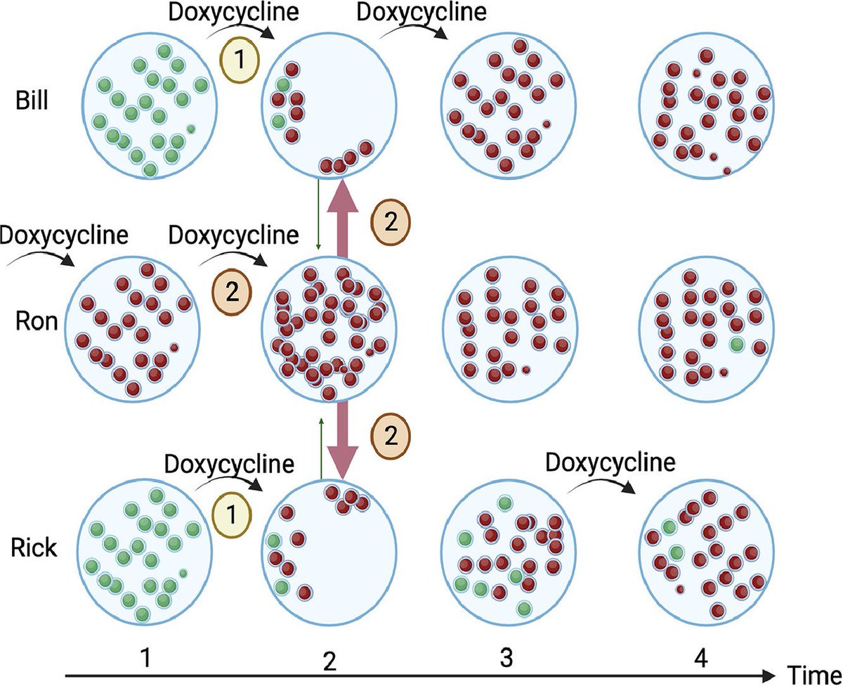 MicrobesInfect's tweet image. Four recent insights suggest the need for more refined methods to assess the resistogenicity of doxycycline post exposure prophylaxis

sciencedirect.com/science/articl… #OpenAccess
