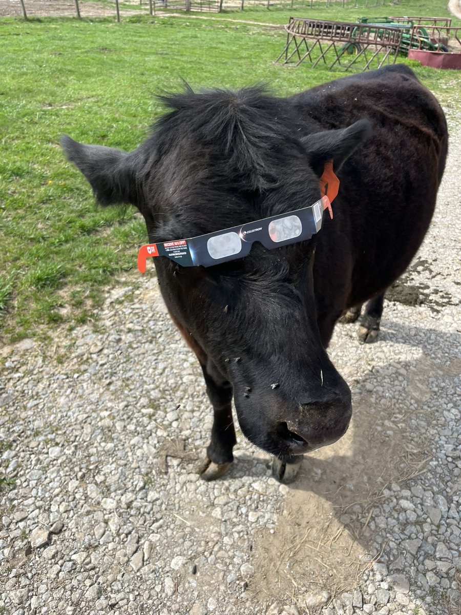 AnnaBelle from Fiddler’s Hill Farm in Mt. Sterling, KY was ready for the eclipse today! @WKYT @Kentuckyweather @JimWKYT