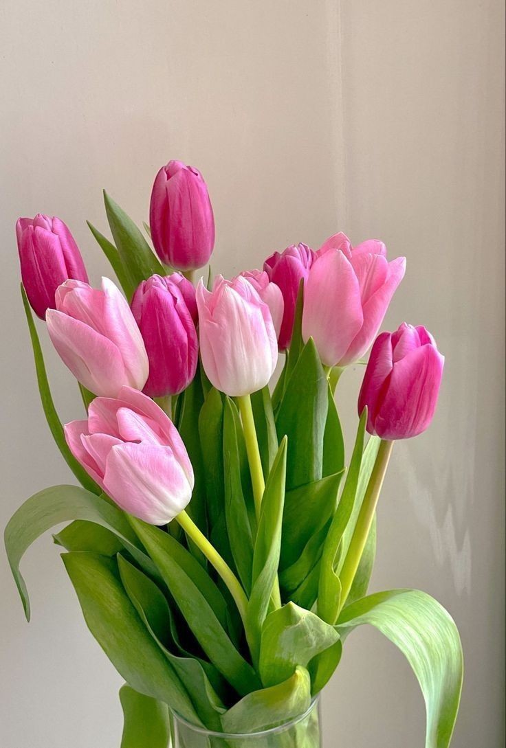 pink tulips