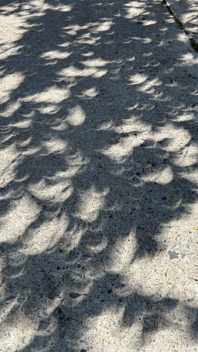 WOW! Sunlight projected these mini eclipses, on the ground, in #Paducah, #KY, as the light passed through spaces in the leaves. ☀️🌑🌎

#HookedOnScience #MrScience #KYWX #SolarEclipse2024