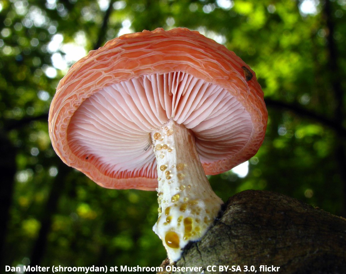 Here’s a mushroom you might not recognize: the rosy veincap! This species, which is considered inedible, is the only fungus in its taxon. It has a wide range & can be spotted worldwide, including in parts of N. America, Africa, Europe, & Asia. Have you ever seen one?