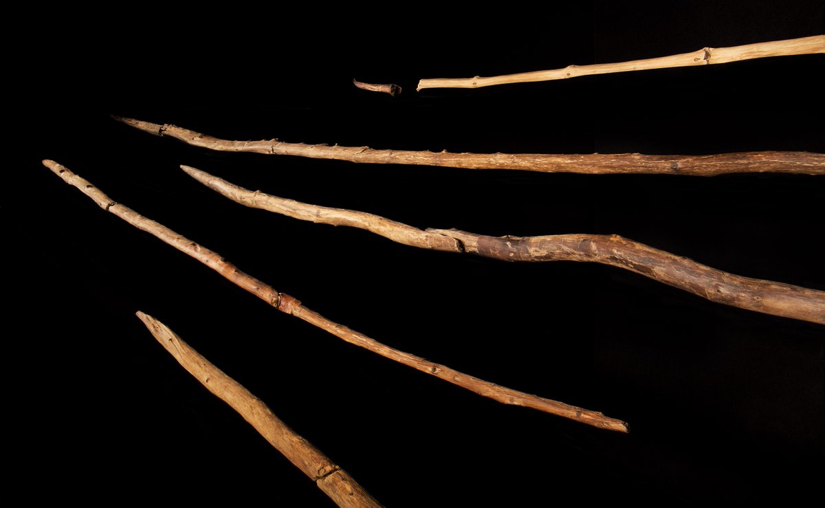 Wooden tools from a Pleistocene archaeological site in Germany expand understanding of ancient woodworking techniques and provide insight into early human hunting strategies, range expansion, technical and social skills, and cognition. In PNAS: ow.ly/cGws50RasXJ