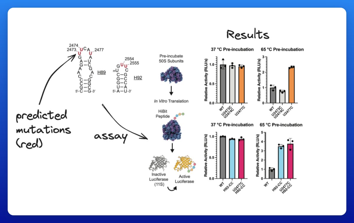 A new preprint introduced:

1. A new RNA database
2. A language model architecture for RNA
3. Experimental demonstration of in silico predictions for mutations increasing ribosomal thermostability

All started from a Berkeley hackathon w/ undergrad participation!