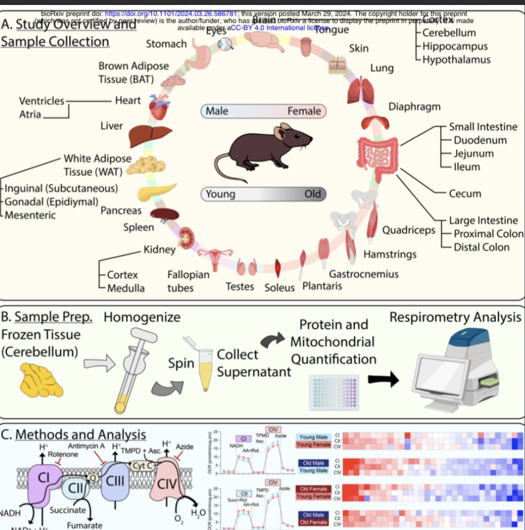 Mitochondrial respiration atlas reveals differential changes in mitochondrial function across sex and age

biorxiv.org/content/10.110…