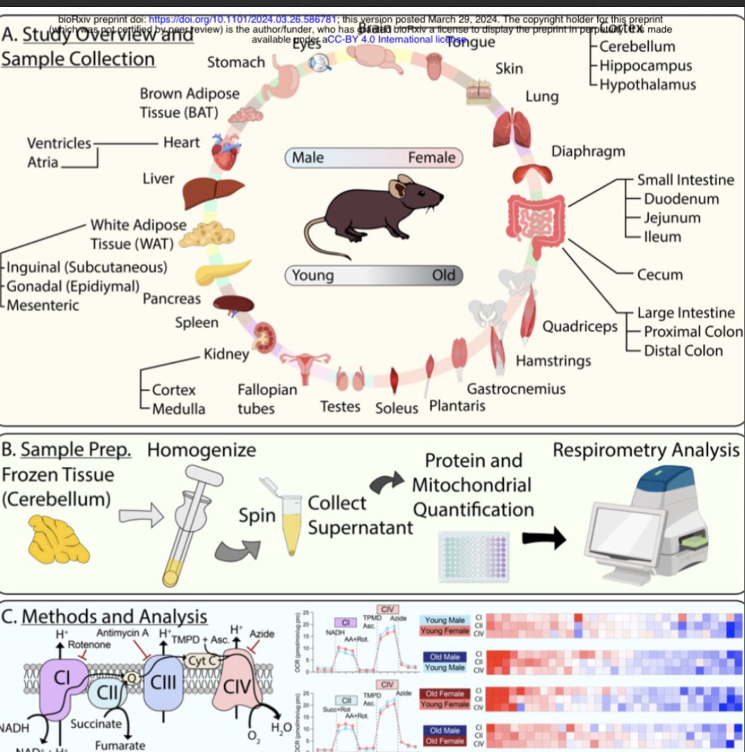 Mitochondrial respiration atlas reveals differential changes in mitochondrial function across sex and age biorxiv.org/content/10.110…