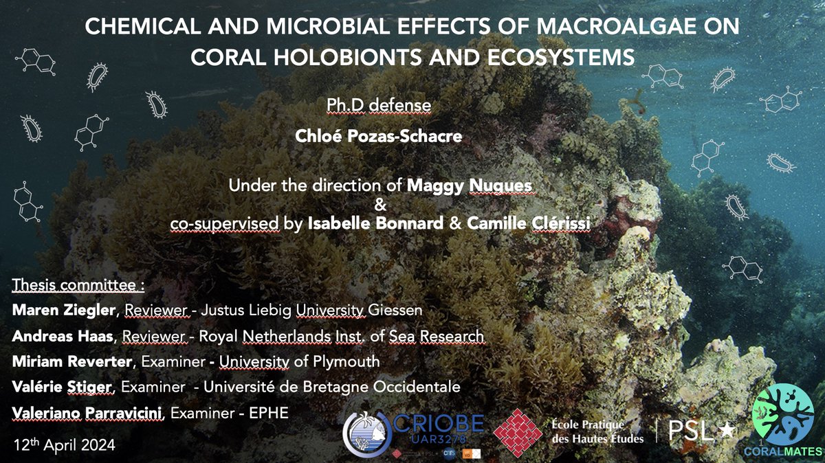 PhD defense alert 🚨 ! The 12th April at 9.30am (ECT),  I'll defend my thesis on the 'Chemical and microbial effects of macroalgae on coral holobionts & ecosystems'🪸
Please feel free to send me a DM for the zoom link of interested🙂
@EPHE_PSL @criobe_pf