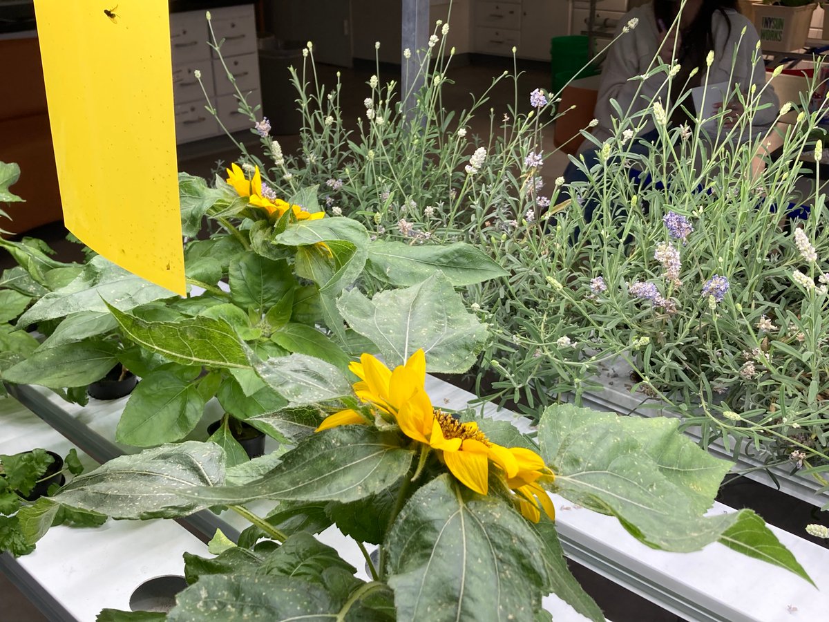 Debbie Alspach tweet media