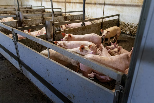 Inspectie NVWA: ernstig dierenleed bij een varkenshouderij. Botbreuken, dode varkens, nauwelijks licht en water. Boer krijgt een boete, maar de dieren blijven achter. Terwijl de NVWA wel kan ingrijpen. Kamervragen van @Ct_teunissen en @InesKostic 👇 partijvoordedieren.nl/vragen/vragen-…