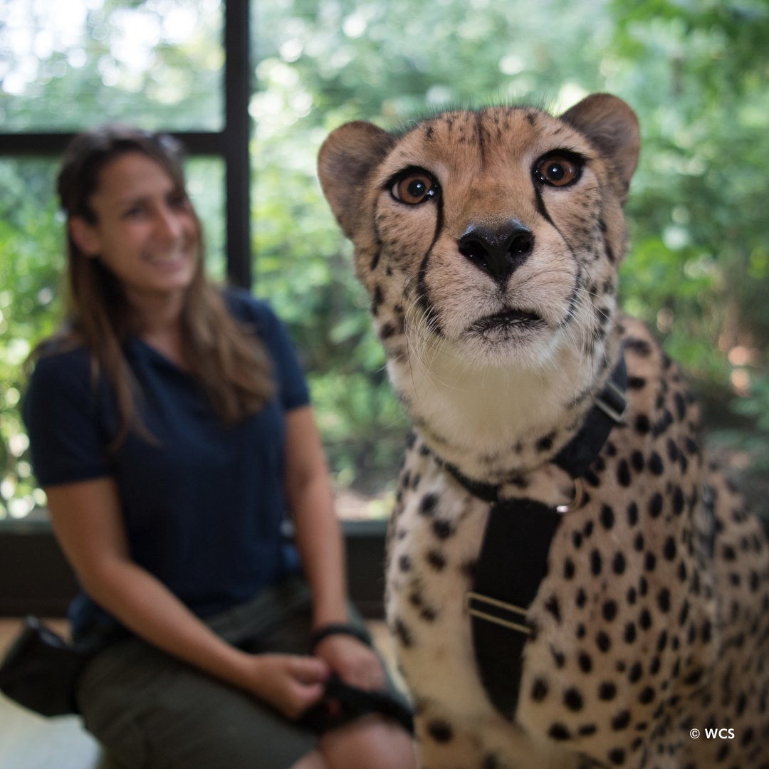 Happy National Zoo Lovers Day! Today we celebrate AZA accredited zoos & all they do to protect animals & educate guests about the incredible species that share our planet. Learn more about the animals you love & book a Wild Encounter for your next visit: bit.ly/2Laju2C