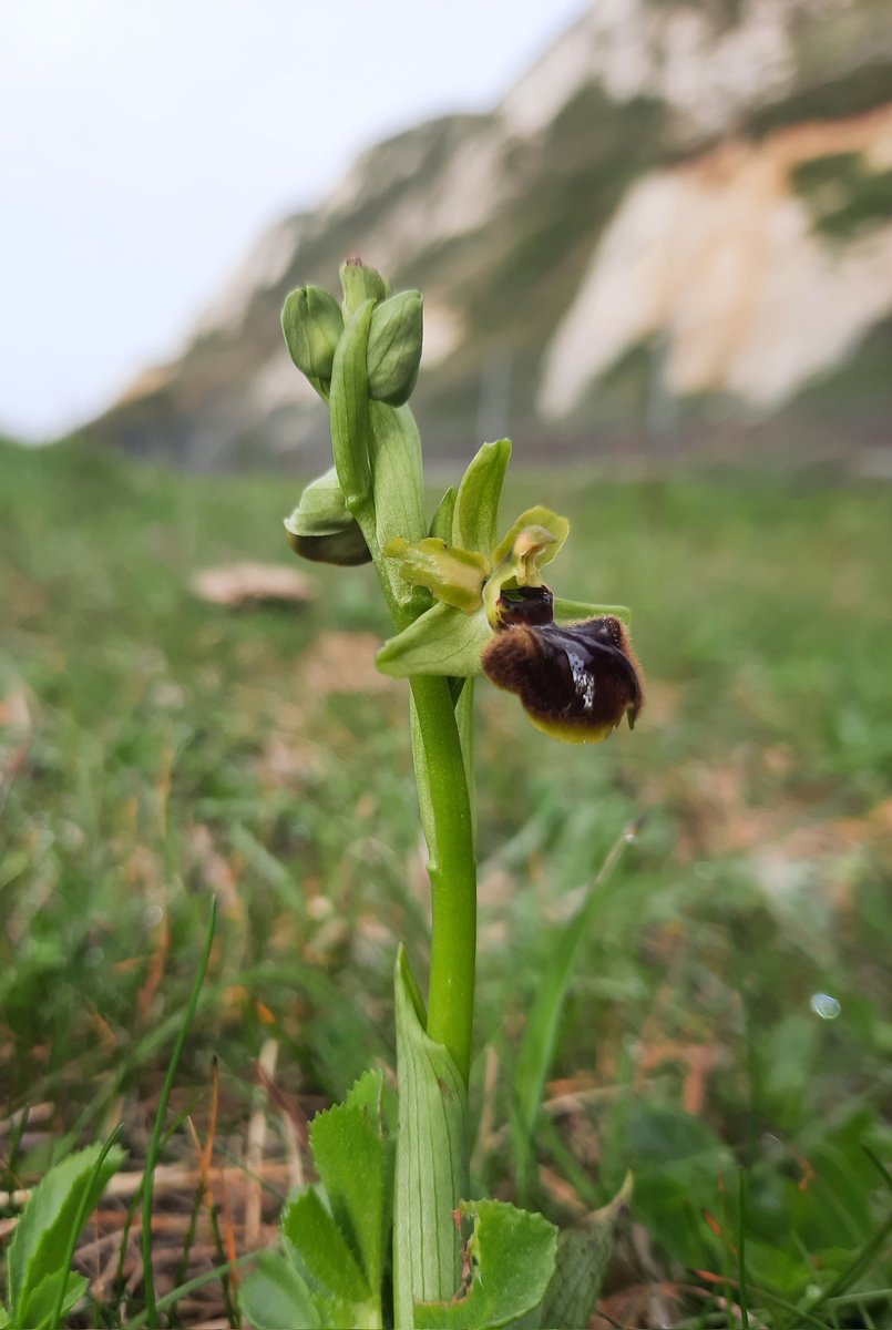 Early spider orchids are starting to flower at #samphirehoe they can be seen from the path parallel to the railway line.