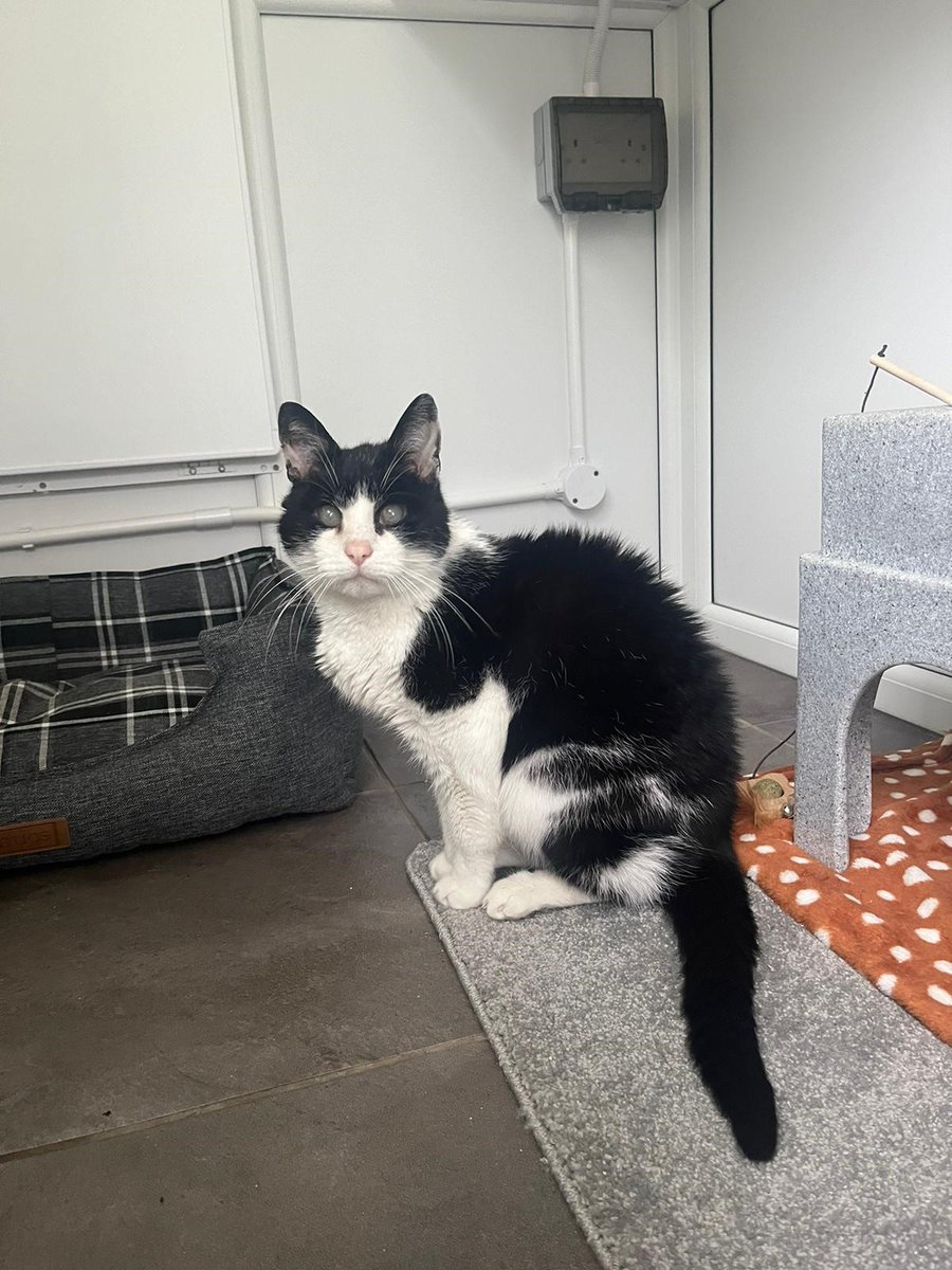 Poor Oscar has been let down most of life, initially found dumped outside a vets and then rehomed twice through no fault of his own. He has Stage 2 Kidney Disease and is completely blind but we hope to find an owner who can provide the love and care he deserves in his final years
