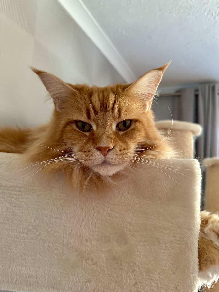 Just the head of the loaf today 😹😹🦁🦁 #kittyloafmonday #teamfloof #CatsOfTwitter