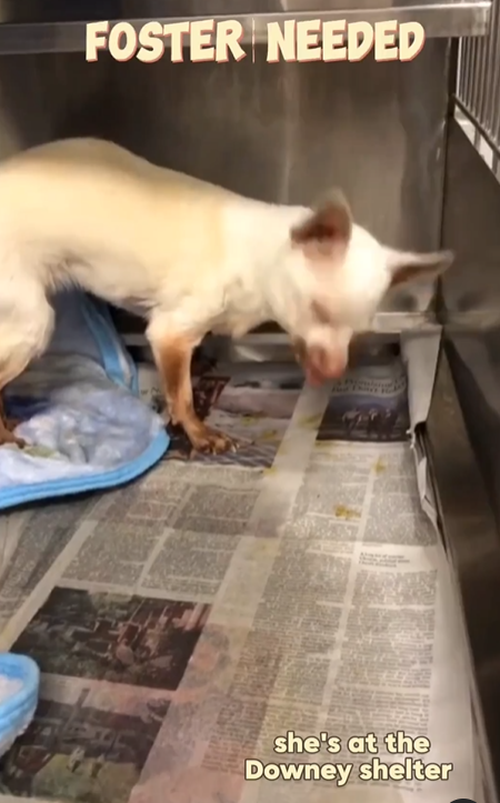 Maple 🐕 🎹 🎸 💙 tweet media