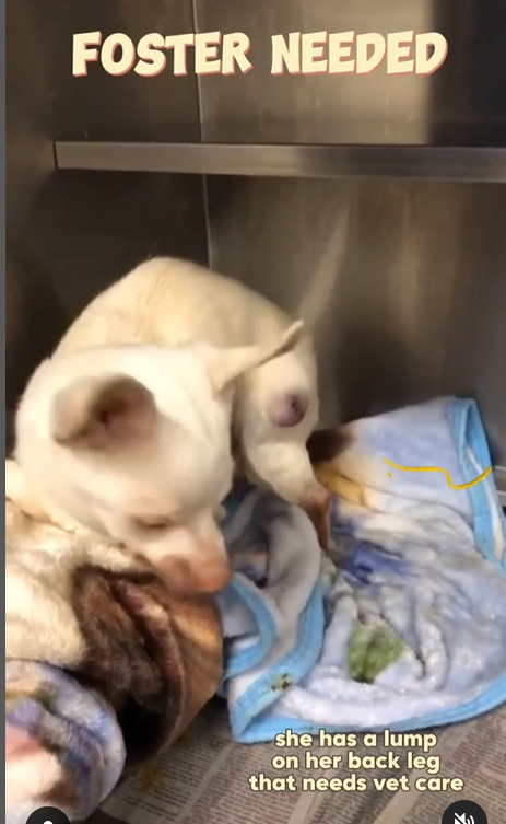 Maple 🐕 🎹 🎸 💙 tweet media