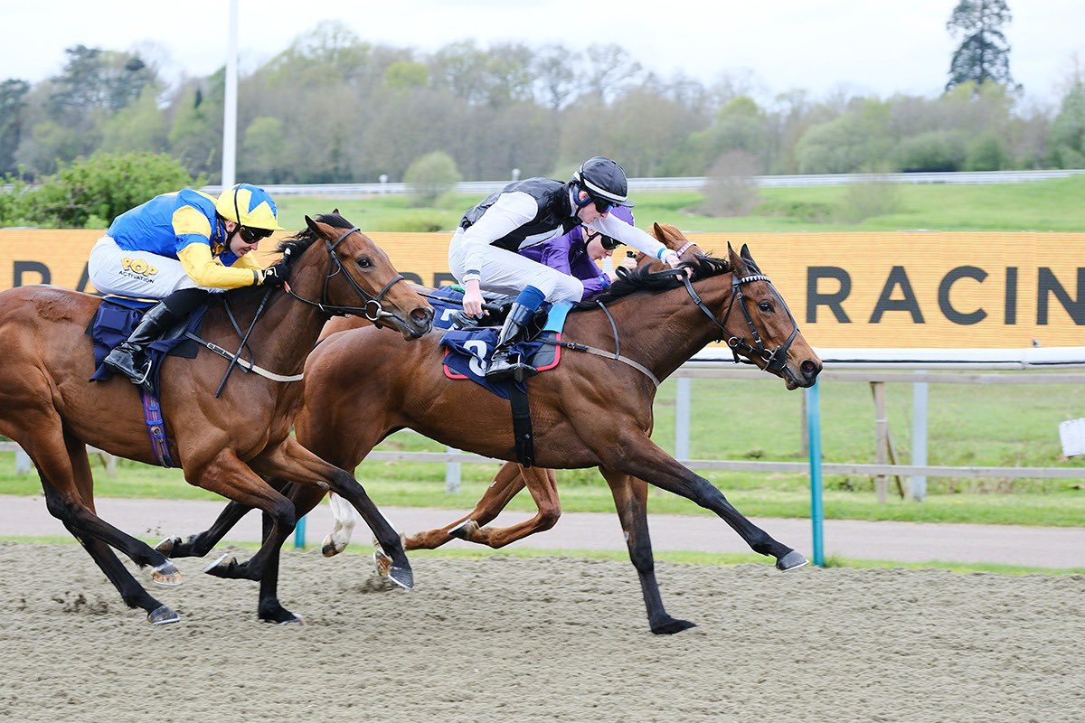 ⚫️⚪️Kuwaitya⚫️⚪️ becomes our first two-year-old winner of the year after her win at Lingfield this afternoon under Darragh Keenan. Congratulations to the winning owner, Refal Alghuraban 🏆 #AliceHaynesRacing #AHTeam