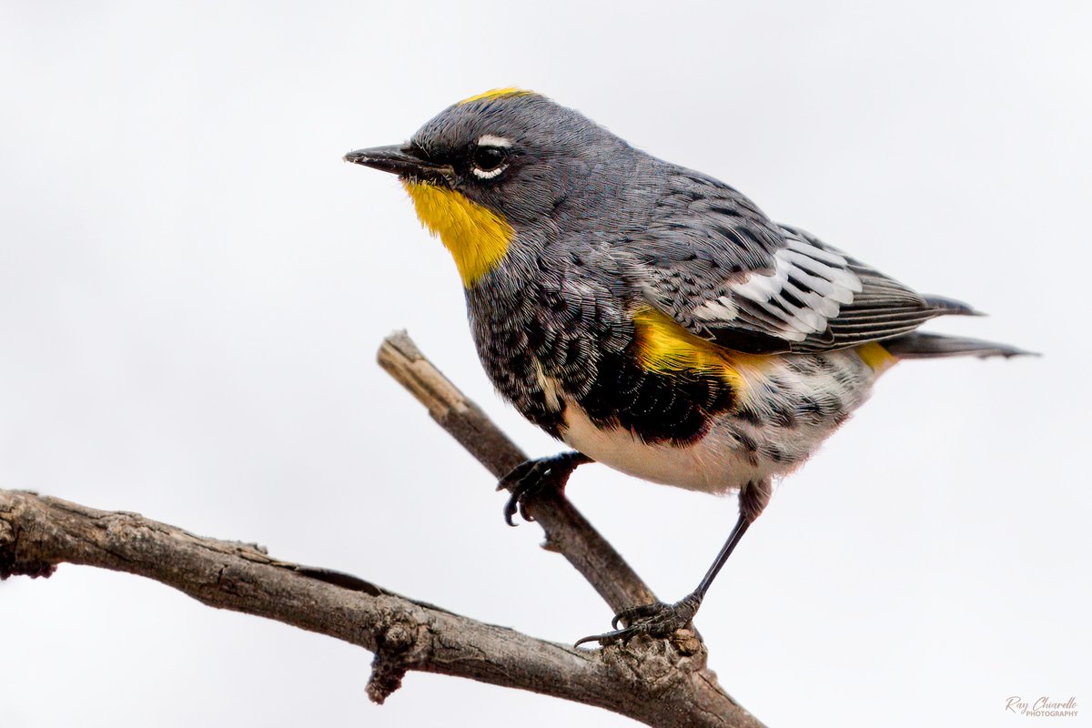 Yellow-rumped warbler (Audubon's) seen in my yard this morning. #BirdsSeenIn2024 #Birds #Birdwatching #MyBirdPic #Wildlife #Nature #Birding #BirdsOfTwitter #ElPaso #Texas