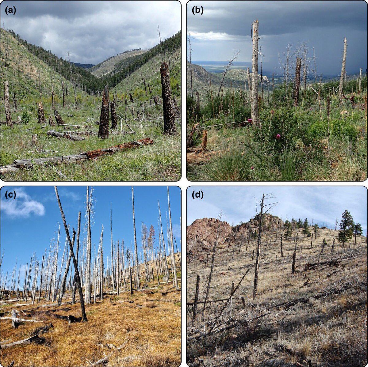 New in @ESAFrontiers: A call for collaborative management with Indigenous communities, decision-relevant science, & adaptive monitoring to address emerging climate risks in post-fire #VegetationTransitions across the western US doi.org/10.1002/fee.27…