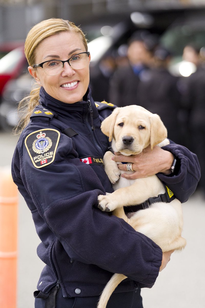 Ran into this little sweetheart on the weekend. Dyk that many @VancouverPD civilian professionals volunteer to raise puppy @PADSdogs to help train them and get them ready for service? #puppylove #cutenessoverload #welcomeCayenne