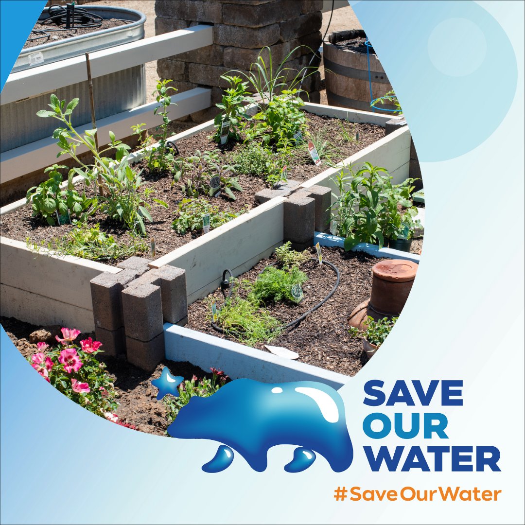 Planning your eco-friendly garden?💧Group plants with similar hydration needs for a balanced, water-conscious green space!🪴 Saveourwater.com #WaterWise #SaveOurWater #California