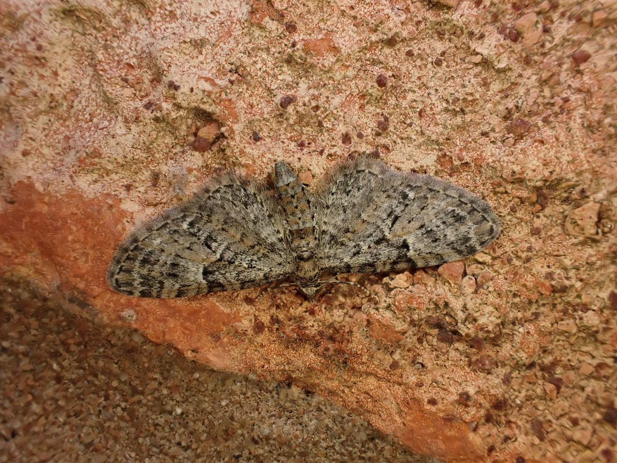 Garden moths in Shrewsbury last night included 3 Oak-tree Pug, Streamer and my third record here of Lunar Marbled Brown. #teammoth #mothsmatter @BC_WestMids