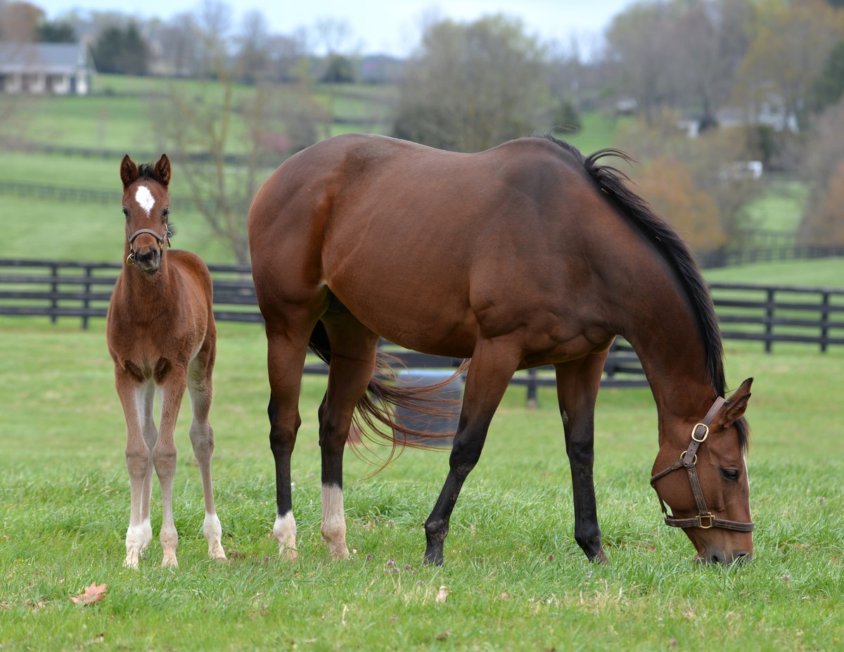 The first foal for homebred stakes winner ARI OAKLEY, half-sister to BEAU LIAM (@AirdrieStud), is this lovely filly by NOT THIS TIME (@TaylorMadeSales) ⏱️ #BredandRaised #Storkstreet #foalsof2024