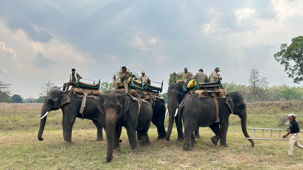 wii_india's tweet photo. Enforcing gaur into @Sanjay_TigerR, two gaur individuals supplemented in @Sanjay_TigerR from @TrKanha as a part of gaur reintroduction plan 2023-28. a dedicated team showcased remarkable resilience amidst nature's challenges. Despite heavy rain and hailstorm.

@moefcc
@byadavbjp
@wii_india
@minforestmp
@ntca_india
@spyadavifs
@vrtiwari1
@paragnigam09
@eventoed
@TrKanha
@Sanjay_TigerR
@satpuratigrsrv
@IUCN_AsiaCattle
@pipliahama