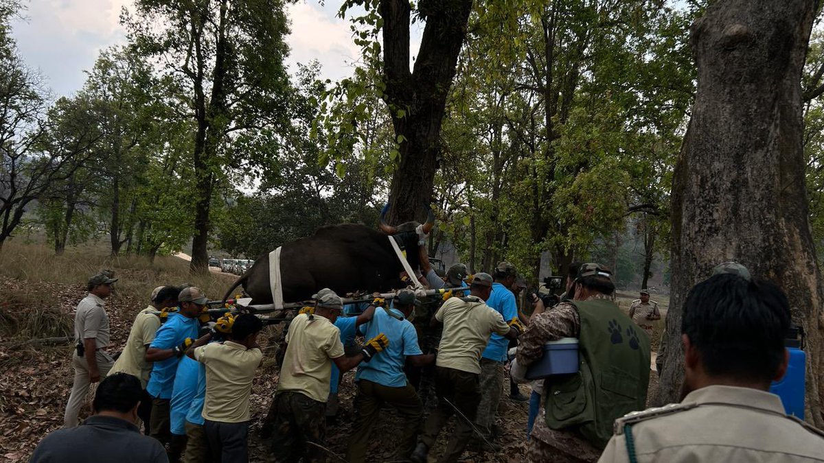 wii_india's tweet photo. Enforcing gaur into @Sanjay_TigerR, two gaur individuals supplemented in @Sanjay_TigerR from @TrKanha as a part of gaur reintroduction plan 2023-28. a dedicated team showcased remarkable resilience amidst nature's challenges. Despite heavy rain and hailstorm.

@moefcc
@byadavbjp
@wii_india
@minforestmp
@ntca_india
@spyadavifs
@vrtiwari1
@paragnigam09
@eventoed
@TrKanha
@Sanjay_TigerR
@satpuratigrsrv
@IUCN_AsiaCattle
@pipliahama