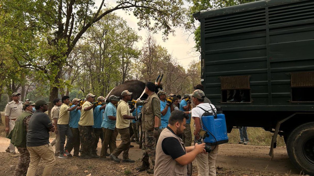 wii_india's tweet photo. Enforcing gaur into @Sanjay_TigerR, two gaur individuals supplemented in @Sanjay_TigerR from @TrKanha as a part of gaur reintroduction plan 2023-28. a dedicated team showcased remarkable resilience amidst nature's challenges. Despite heavy rain and hailstorm.

@moefcc
@byadavbjp
@wii_india
@minforestmp
@ntca_india
@spyadavifs
@vrtiwari1
@paragnigam09
@eventoed
@TrKanha
@Sanjay_TigerR
@satpuratigrsrv
@IUCN_AsiaCattle
@pipliahama