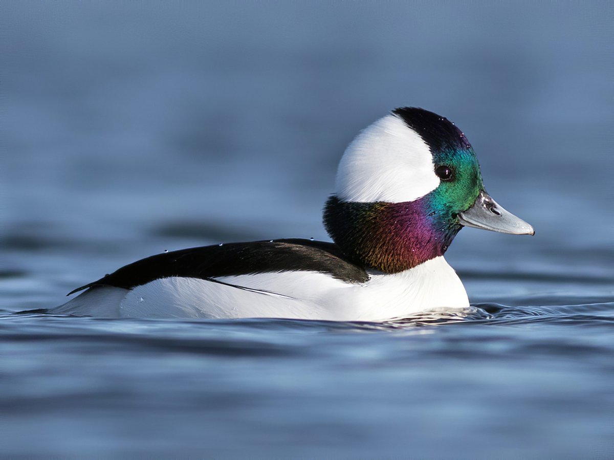 Bufflehead is a partial eclipse