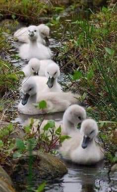 It's a parade! Are they Cygnets?