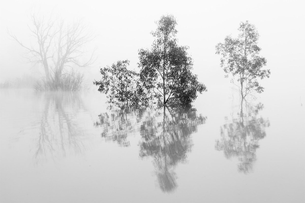 'Three Souls' © 2020 David Frutos Egea

Disponible para imprimir en alta calidad en davidfrutos.net/galerias/noved…

#Nature #photography #naturaleza #monochrome #fotografia #fineart #árboles #trees #water #agua #EquipoCanon @CanonEspana #portfolionatural #niebla #fog @PorfolioNatural