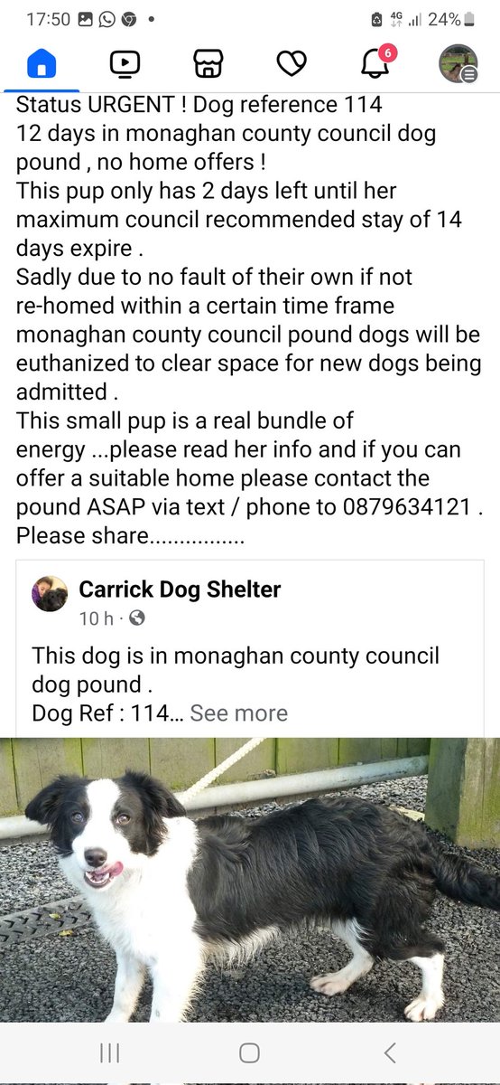 catlowry54's tweet image. In Monaghan Pound... 2 days before this PUPPY will be KILLED....to make room for MORE surrendered &amp;amp; abandoned puppies &amp;amp; dogs. Please repost to help find a home  #pounddogs