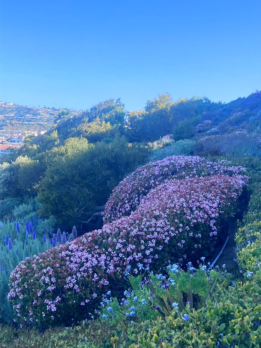 Flowers everywhere! 🌸🌸 #Flowers #monday #california