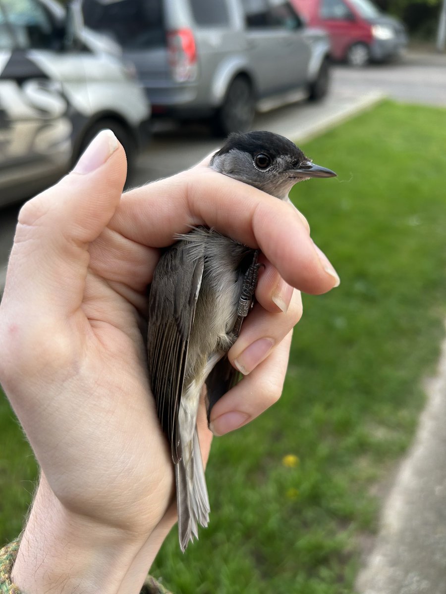 Garden mega! The lighter evenings allow me to pop the net up after work and the very first bird of the summer, a brand new record for the garden! I’ve now lived here and have been rewilding my garden for three years and this is the first Blackcap I’ve ever seen here 🤩