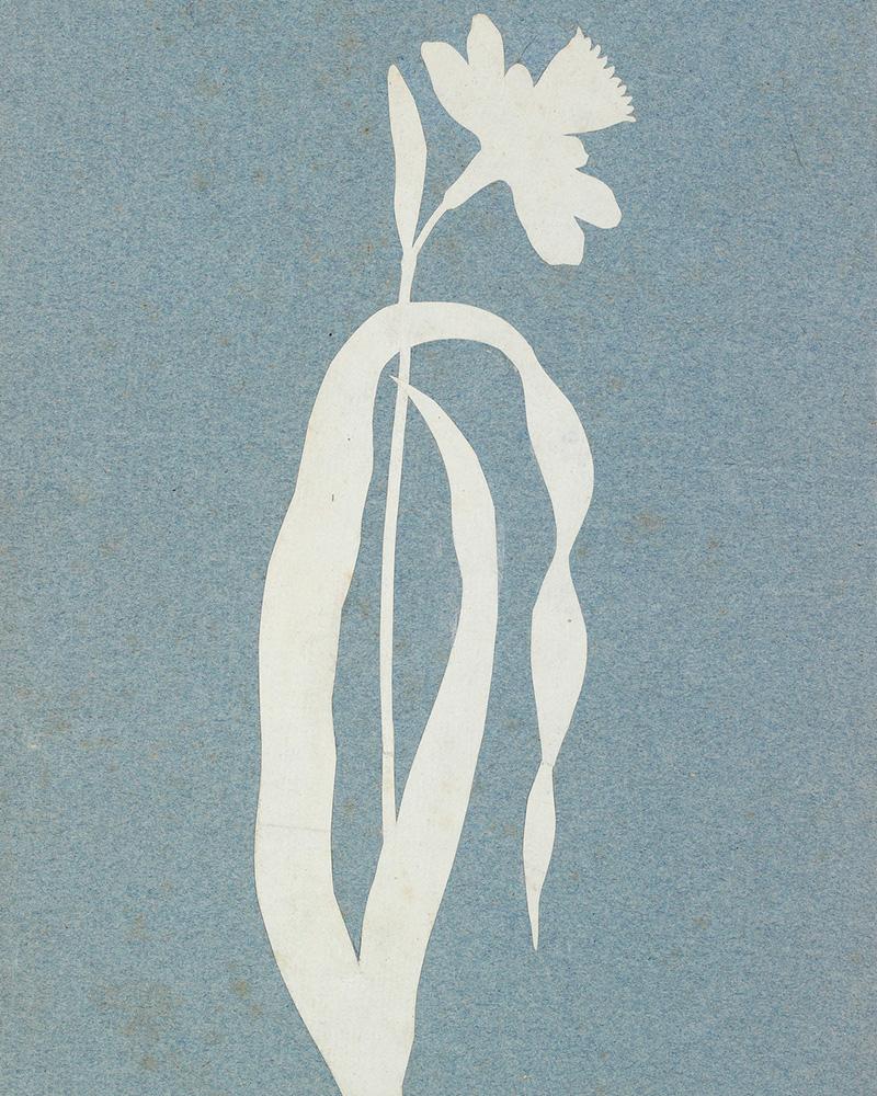 Do you have a favourite spring flower?

🌼 The daffodil, or narcissus, was one of Philipp Otto Runge's favourite motifs. This découpage was made with white laid paper on blue paper by Runge around 1795–1810.

Runge (1777–1810) was a German artist who, despite his short life and