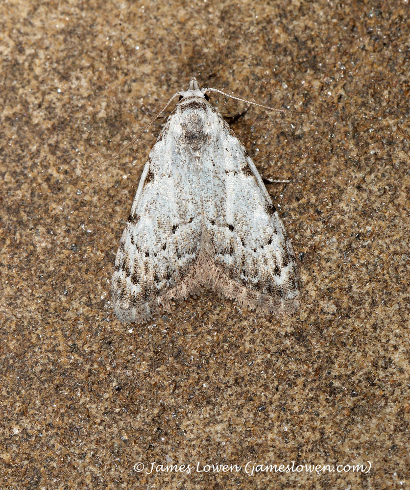 The Daily Moth 1,079. On 4 Apr, I caught a Least Black Arches. It would also have been Norfolk’s earliest ever had one not been trapped 3 days earlier, on April Fool’s Day. Sadly, the climate crisis – which is driving these phenological changes – is no joke. #MuchAdoAboutMothing