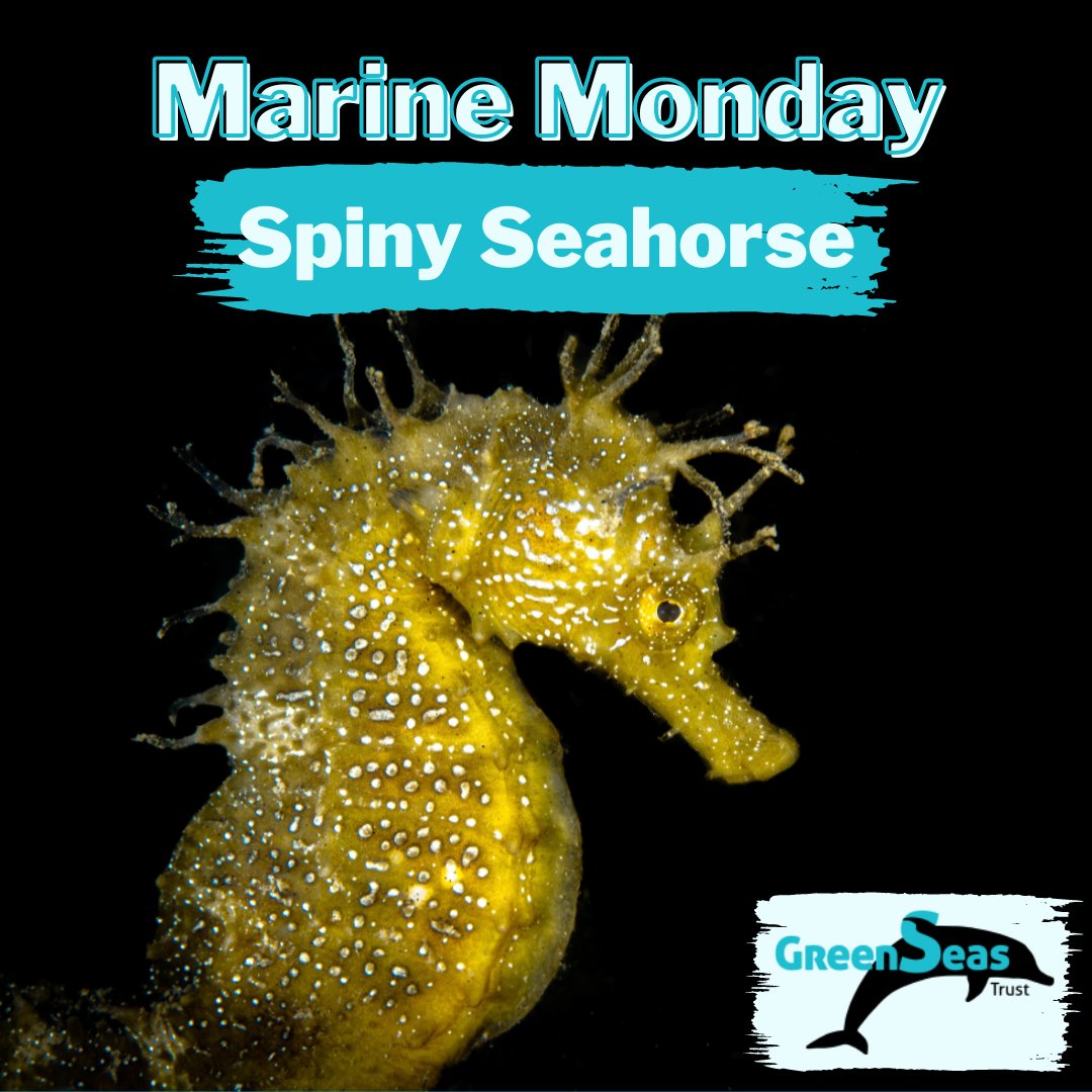 One of two seahorse species in the UK, spiny seahorses are poor swimmers, instead using their prehensile tail to cling onto seagrass against the current.

Find out how to protect seahorses and the plants they rely on, visit greenseas.org

#GreenSeasTrust #UK #Seahorses