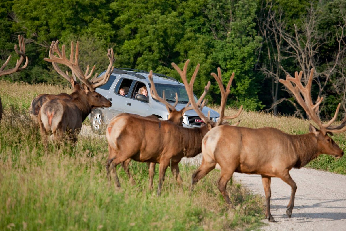 Adventure awaits just outside Omaha! Lee G. Simmons Wildlife Safari Park is open for the season. Get your squad and experience nature like never before. Don't miss Ice Age Adventure starting May 3: bit.ly/49oIYSW