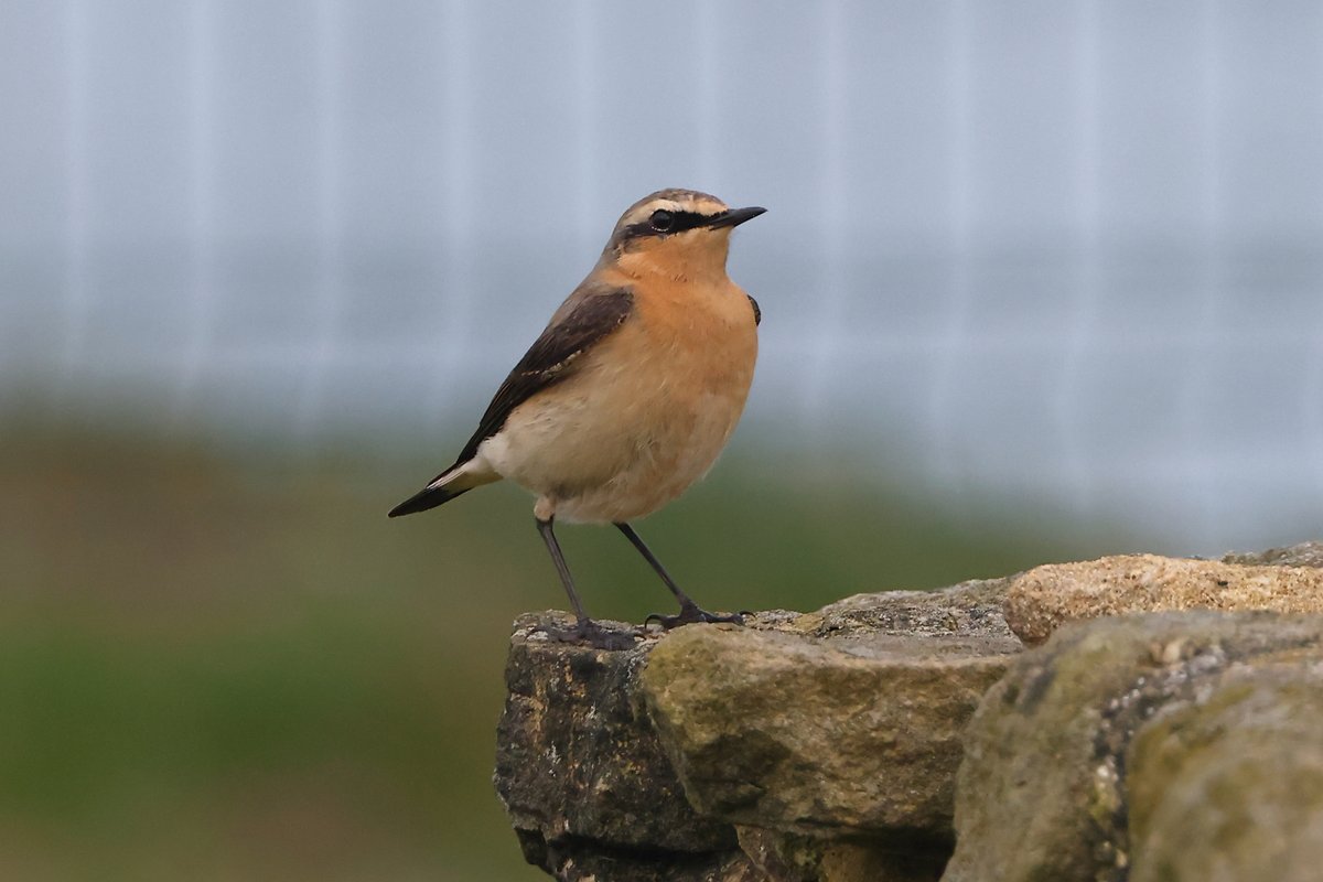 Wheatear at Cullercoats, Tyne and Wear. Great to see them back!