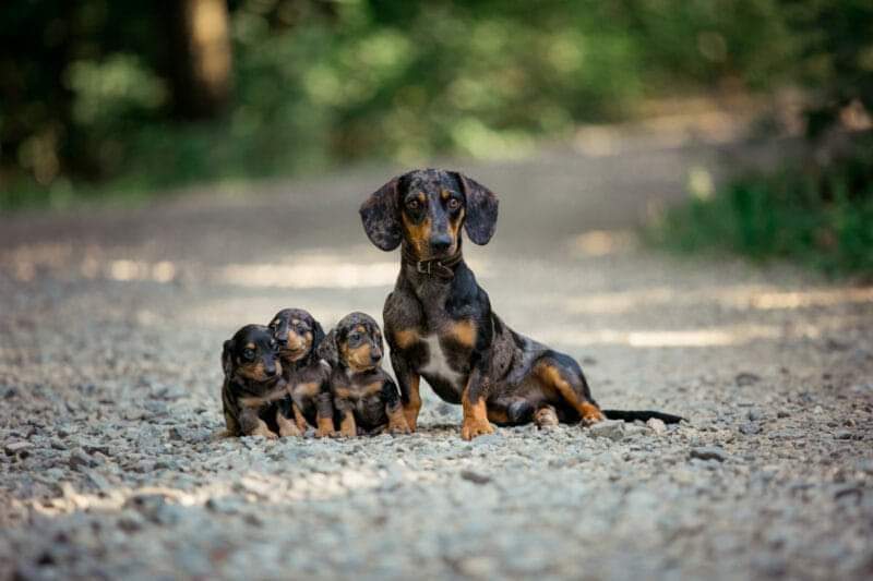 dachshund lovers (@dachshu13) on Twitter photo 2024-04-08 16:59:02