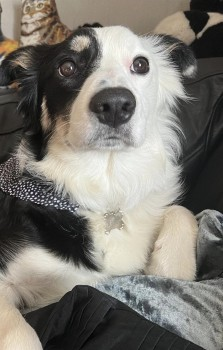 MABEL HOME SAFE. THANKS FOR RT's 😊🐕🐾 🆘5 APR 2024 #Lost MABEL #ScanMe Black & White Border Collie Female #Prees South of #Whitchurch #Shropshire #SY13 doglost.co.uk/dog-blog.php?d…