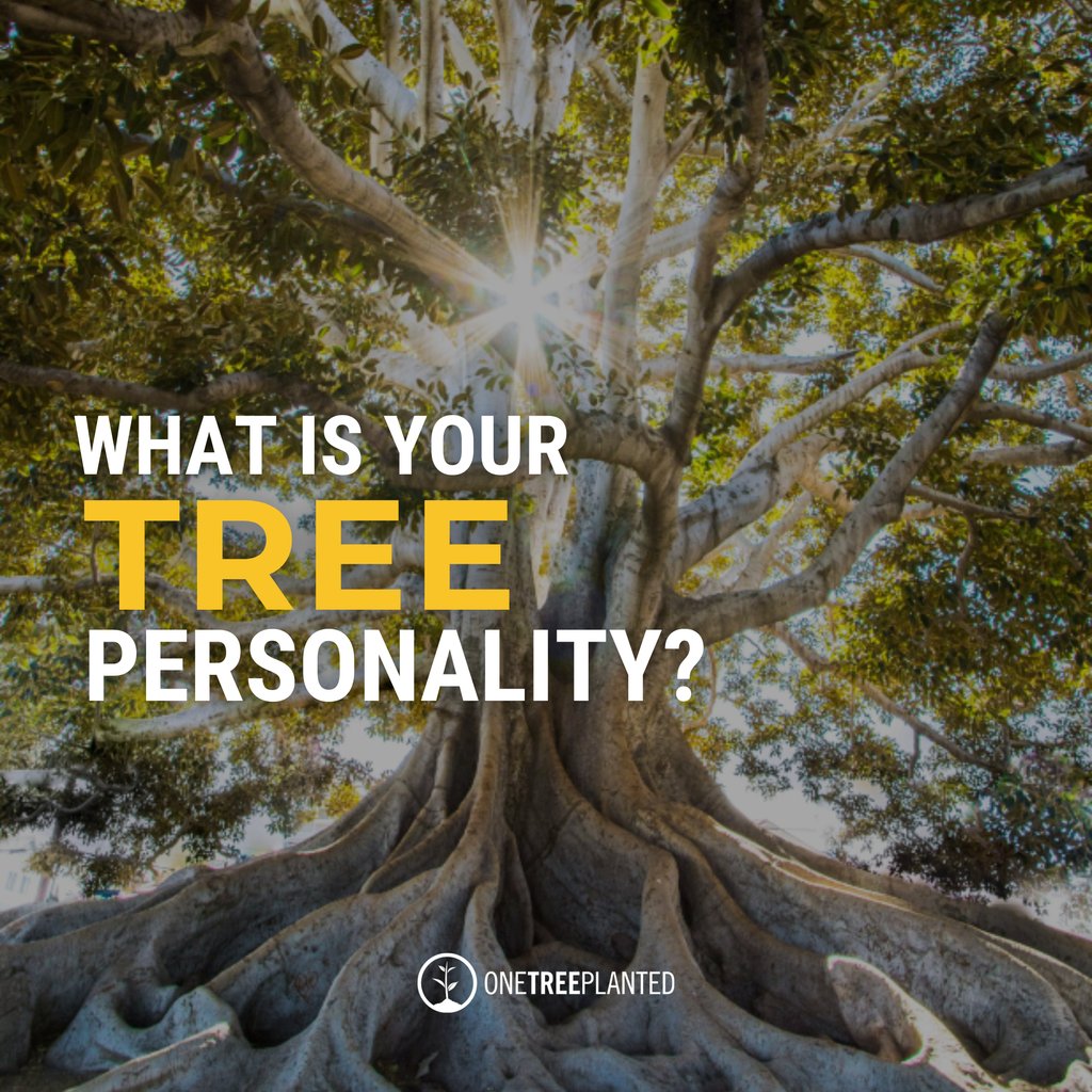 Celtic Tree #Astrology links birth times to personality formation, drawing from Druidic wisdom on Earth's cycles and tree connections. Are you a Weeping Willow, or a Mighty Oak? 🤔 🌲 Find out your #tree personality! 👉 onetreeplanted.info/tree-personali…