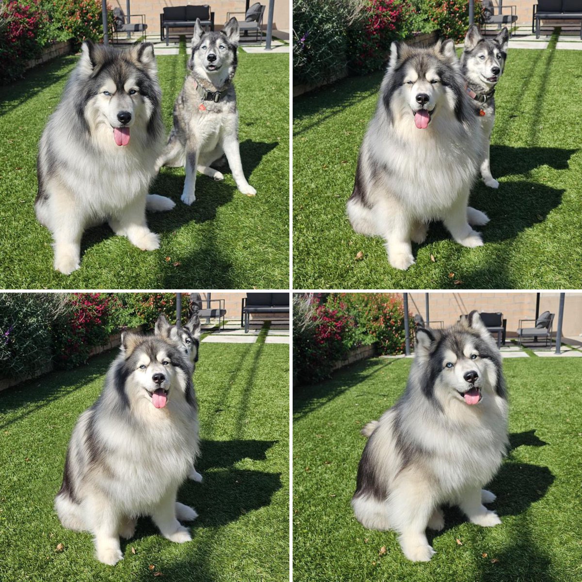 This is Koda and Kiska. They’re demonstrating the total solar eclipse with Koda as the moon and Kiska as the sun. Wanted to make sure you didn’t feel left out today. 14/10 for both