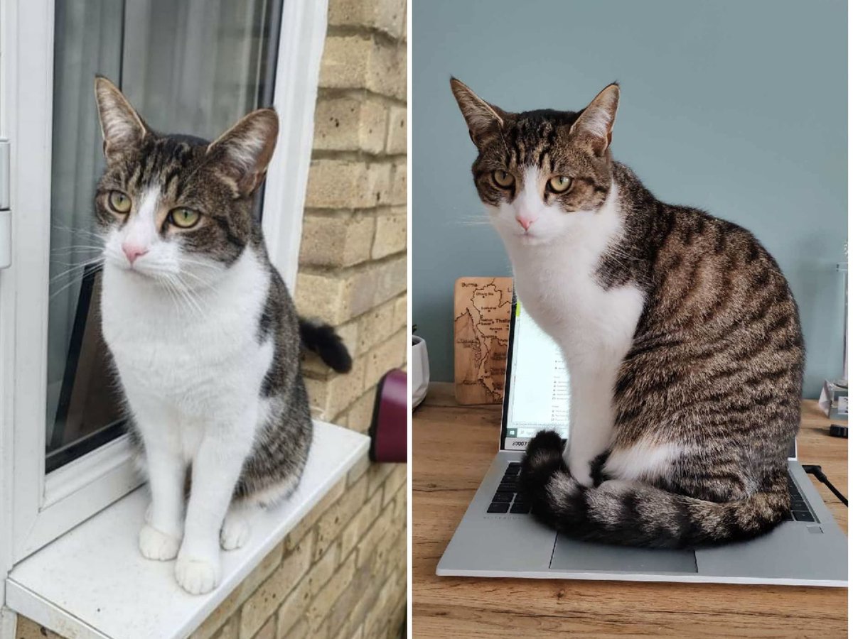 Please look out for Kobe who has escaped in #AstonClinton on April 6th. Kobe’s microchipped, shy & timid and does not know the area. He may try to make his way back towards his home in HP20. 🙏 call 07500927740 to report any sightings. #MissingCats #CatsOfTwitter #CatsOfX